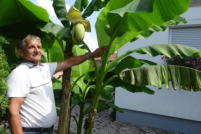 Banana rodila usred Sanskog Mosta Banana rodila usred Sanskog Mosta