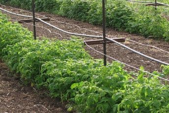 Isplaćeno još 467.000 eura bespovratne podrške za biljnu proizvodnju Isplaćeno još 467.000 eura bespovratne podrške za biljnu proizvodnju