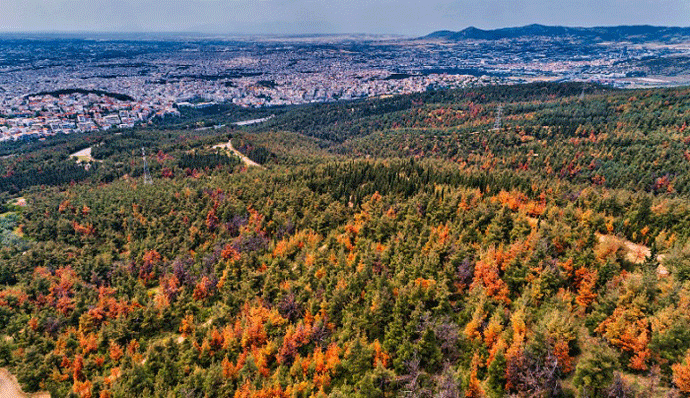 Grčka: Sveštenici blagosiljaju šumu da bi je spasli od insekata Grčka: Sveštenici blagosiljaju šumu da bi je spasli od insekata