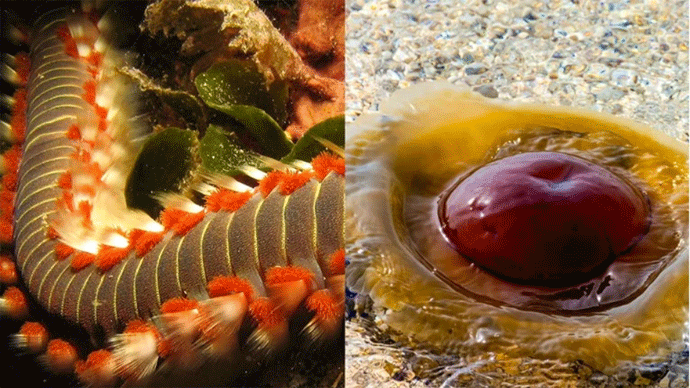 Ovo su opasnosti koje se kriju u Jadranu Ovo su opasnosti koje se kriju u Jadranu