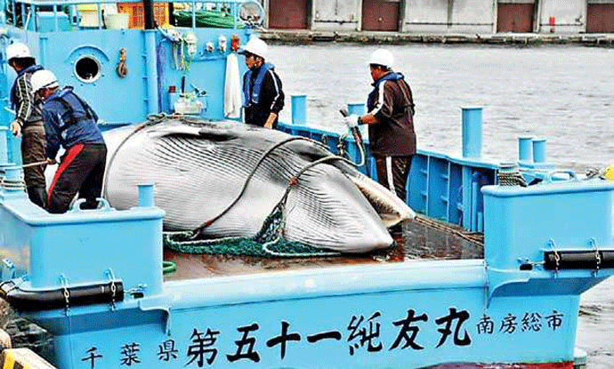 (VIDEO) U Japanu počeo lov na kitove (VIDEO) U Japanu počeo lov na kitove
