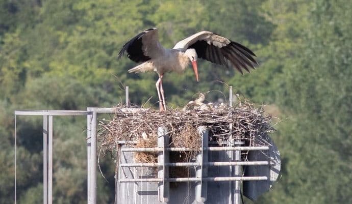 Podgorica je konačno dobila svoj par roda Podgorica je konačno dobila svoj par roda