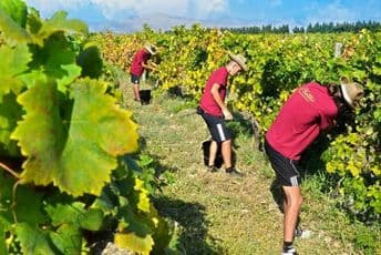 Negativno mišljenje DRI na poslovanje Plantaža Negativno mišljenje DRI na poslovanje Plantaža