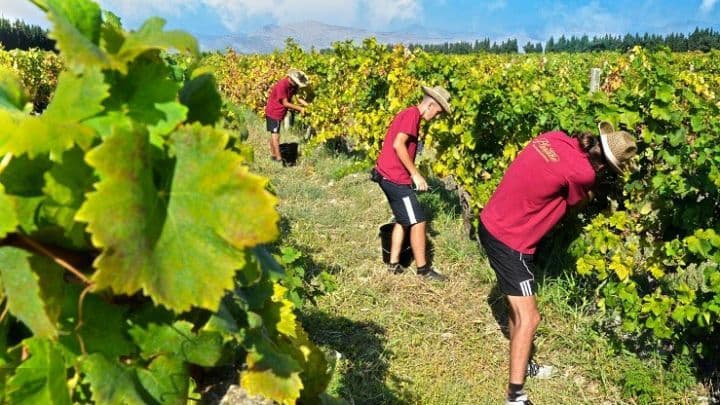 Prihod “Plantaža” u prvom polugođu 9,7 miliona eura Prihod “Plantaža” u prvom polugođu 9,7 miliona eura