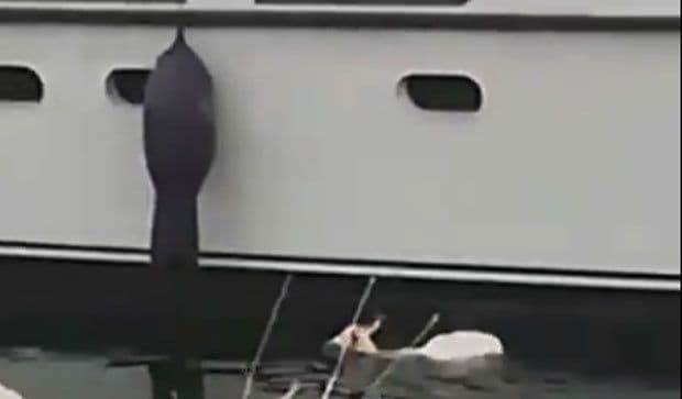 Hit na internetu: Koza pliva pored jahte u Jadranskom moru Hit na internetu: Koza pliva pored jahte u Jadranskom moru