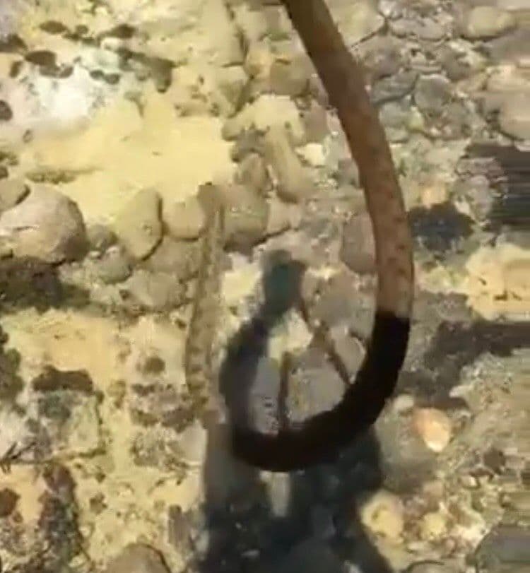 PODGORICA: Uhvatio veliku zmiju golim rukama (VIDEO) PODGORICA: Uhvatio veliku zmiju golim rukama (VIDEO)