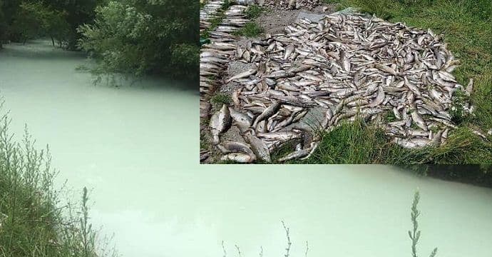 Za pomor ribe osumnjičeni su izvršni direktor TE i tri radnika Za pomor ribe osumnjičeni su izvršni direktor TE i tri radnika