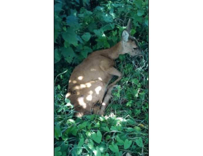 Ranjena srna ipak uspavana Ranjena srna ipak uspavana