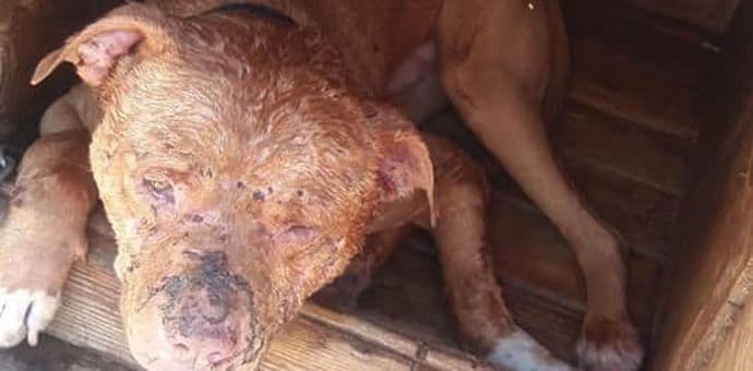 NVO Prijatelji životinja: Borbe pasa opet aktuelne u Podgorici NVO Prijatelji životinja: Borbe pasa opet aktuelne u Podgorici