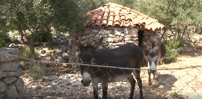 Seoski turizam na Luštici dobija na sve većem značaju (VIDEO) Seoski turizam na Luštici dobija na sve većem značaju (VIDEO)