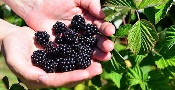 Kupine doprinose smanjenju rizika od dijabetesa Kupine doprinose smanjenju rizika od dijabetesa