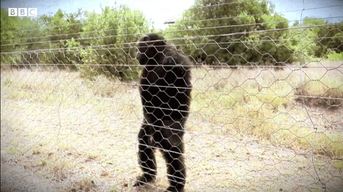 (VIDEO) Šimpanze koje hodaju kao ljudi (VIDEO) Šimpanze koje hodaju kao ljudi