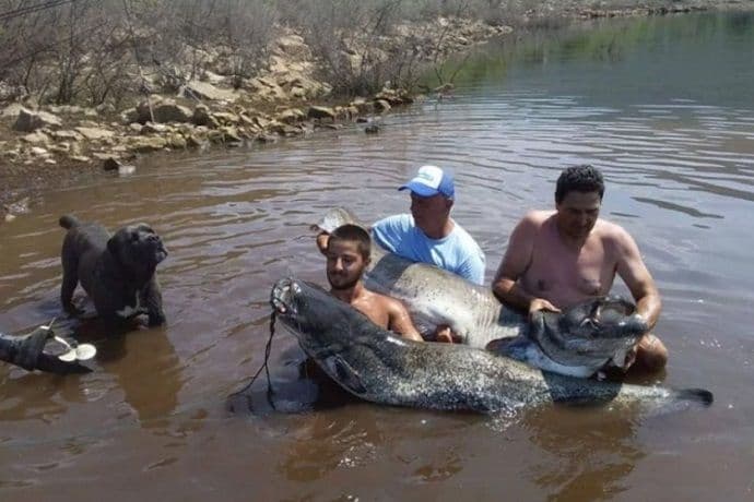 Ulovio soma teškog 65 kilograma Ulovio soma teškog 65 kilograma