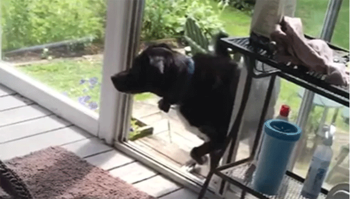 (VIDEO) Pas godinama spašava ptice u nevolji (VIDEO) Pas godinama spašava ptice u nevolji