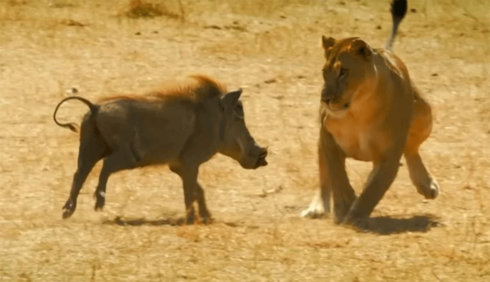 (VIDEO) Simba i Pumba baš i ne bi bili prijatelji (VIDEO) Simba i Pumba baš i ne bi bili prijatelji