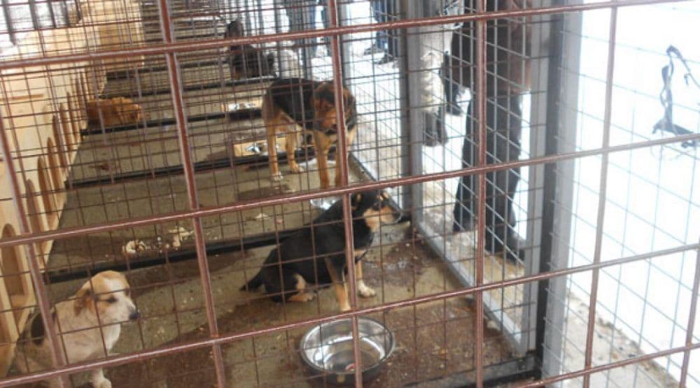 SD poziva nadležne da riješe stanje u beranskom azilu SD poziva nadležne da riješe stanje u beranskom azilu