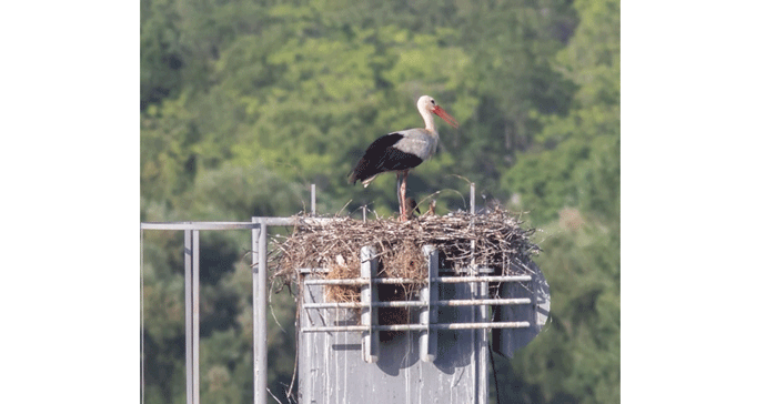 Ubijene rode sa Mareze, ptići ostali bez roditelja Crnogorsko društvo za ekologiju
