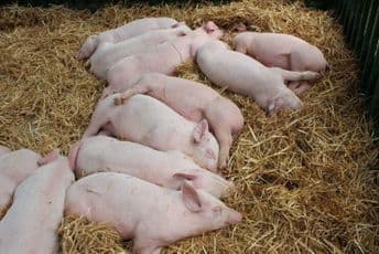 Spriječen pokušaj nelegalnog „uvoza“ svinja u Crnu Goru Spriječen pokušaj nelegalnog „uvoza“ svinja u Crnu Goru