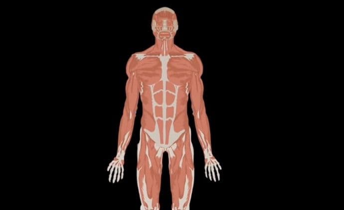 Otkrili novi organ u ljudskom tijelu Otkrili novi organ u ljudskom tijelu
