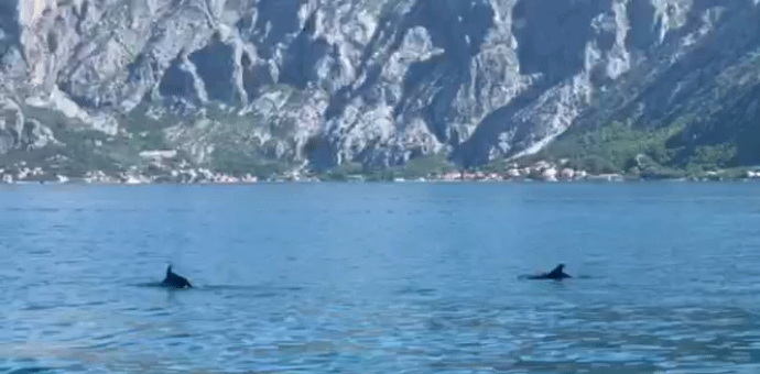 Pogledajte ples delfina u zalivu Pogledajte ples delfina u zalivu