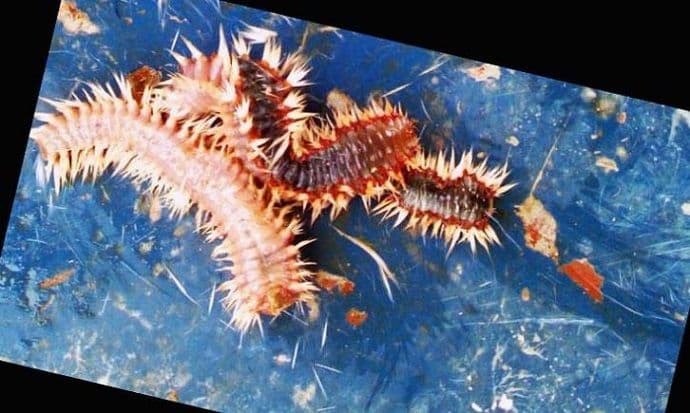 Opasni morski mekušac se pojavio u našem moru Foto: Jedro.me