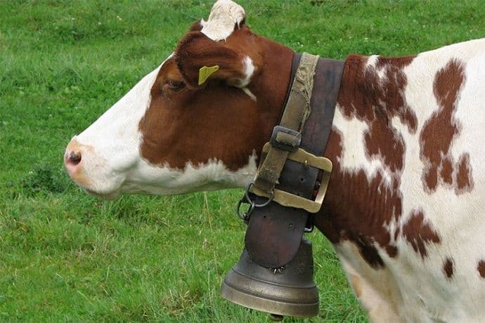 Policija traga za lopovom koji krade zvona kravama Policija traga za lopovom koji krade zvona kravama