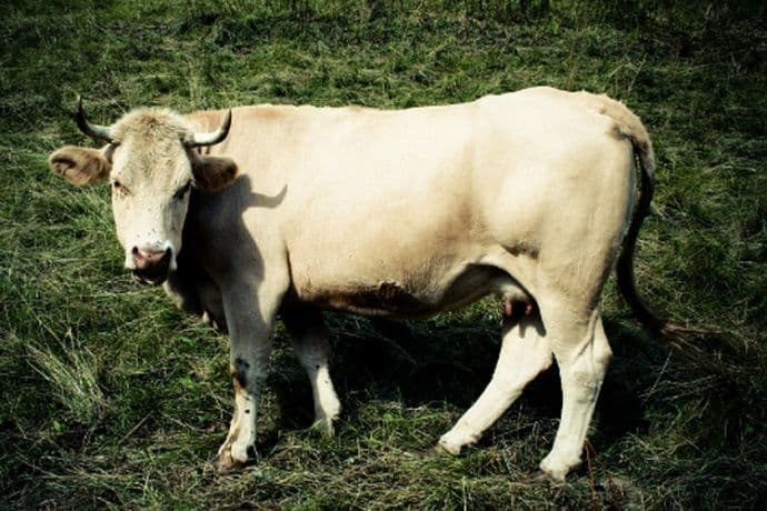 VIDEO Privezao kravu za auto i vukao je putem VIDEO Privezao kravu za auto i vukao je putem