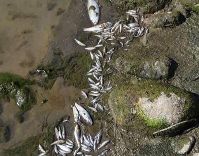 Pronađena veća količina uginule ribe na toku Lima u Bijelom Polju Pronađena veća količina uginule ribe na toku Lima u Bijelom Polju