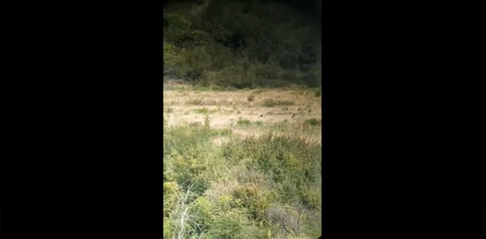 Crna roda snimljena na Marezi Foto: Screenshot