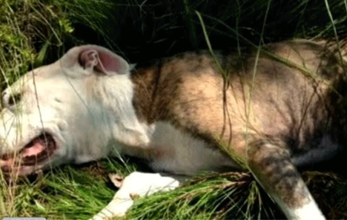 Četiri pitbula ubijena u park-šumi na Zlatici Pobjeda