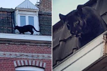 Crni panter prošetao krovovima francuskog grada Foto: The Independent