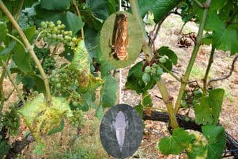 Bolje spriječiti jer lijeka nema Bolje spriječiti jer lijeka nema