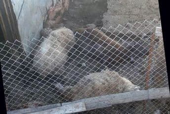 Uznemirujuće: Pitbulovi zaklali ovce u Baru Uznemirujuće: Pitbulovi zaklali ovce u Baru