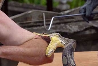 VIDEO Dao pitonu da ga ugrize, nije završilo dobro VIDEO Dao pitonu da ga ugrize, nije završilo dobro