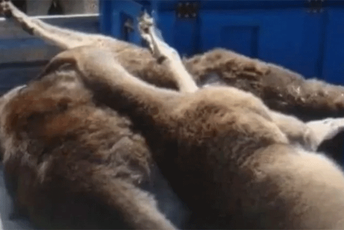 Tinejdžer autom pregazio i ubio 20 kengura Tinejdžer autom pregazio i ubio 20 kengura