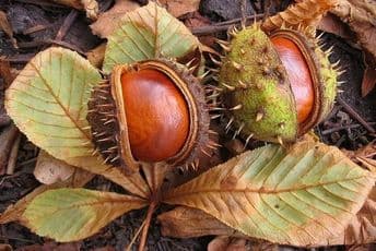 Ugroženo više od 50 odsto endemskih evropskih vrsta drveća Ugroženo više od 50 odsto endemskih evropskih vrsta drveća