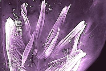 Bebe u utrobi imaju mišiće ruku nalik gušterima Bebe u utrobi imaju mišiće ruku nalik gušterima