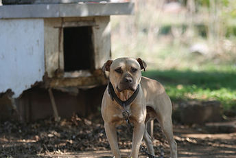 Borbe pasa se organizuju slobodno, tužilaštvo na potezu Foto: Pobjeda