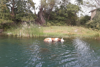 Uginule životinje i dalje plutaju Bojanom, riječ o prekograničnom problemu Uginule životinje i dalje plutaju Bojanom, riječ o prekograničnom problemu