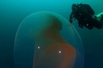 (VIDEO) Norveški ronioci snimili ogromnu misterioznu sluz (VIDEO) Norveški ronioci snimili ogromnu misterioznu sluz