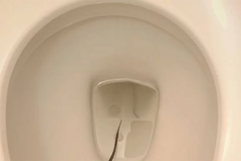 (FOTO) Australija: U wc šolji zatekla prizor iz noćne more (FOTO) Australija: U wc šolji zatekla prizor iz noćne more