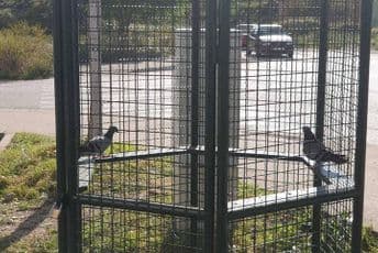 Na Bulevaru Stanka Radonjića postavljen golubarnik FOTO: Fejsbuk