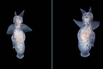 Morski anđeo primijećen u Jadranu Morski anđeo primijećen u Jadranu