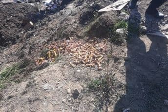 Životinjski otpad deponovao pojedinac Životinjski otpad deponovao pojedinac