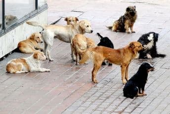 Otrovani psi i mačke u Kolašinu Otrovani psi i mačke u Kolašinu