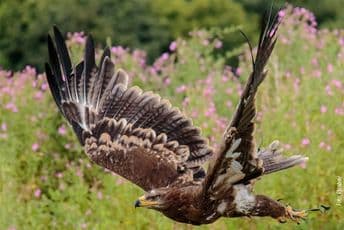 Orao odletio u roming i nabio naučnicima "astronomski" račun za telefon Orao odletio u roming i nabio naučnicima "astronomski" račun za telefon