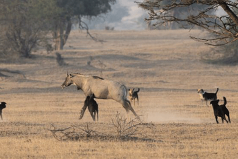 Milijardu pasa postaju glavna prijetnja po divlje životinje Milijardu pasa postaju glavna prijetnja po divlje životinje