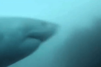 Kad zaroniš i iznenada ugledaš veliku bijelu ajkulu Kad zaroniš i iznenada ugledaš veliku bijelu ajkulu