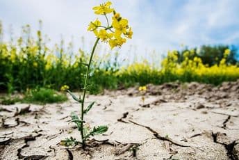 Klimatske promjene: "Jasno i nedvosmisleno vanredno stanje", kažu naučnici