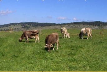 Isplaćeno još 211 hiljada eura za izdig stoke na katun Isplaćeno još 211 hiljada eura za izdig stoke na katun